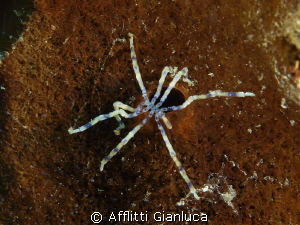 pantopoda sp. by Afflitti Gianluca 